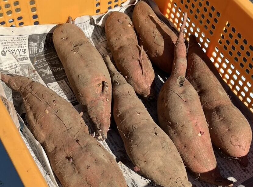さつまいも