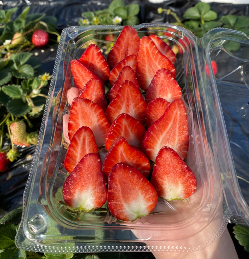 真紅の美鈴（黒いちご）の断面写真